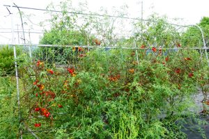 ソバージュ栽培　日野　トマト